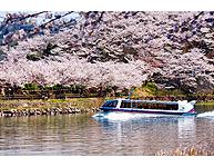 盛开的樱花和惠那峡游览船
